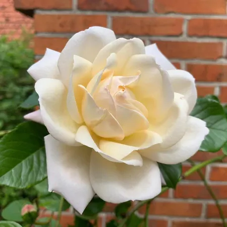 Kastanienhof, 35165 *